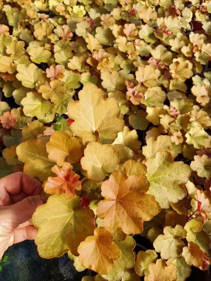 矾根绿化苗木花卉盆景养护简单可绿化可观赏