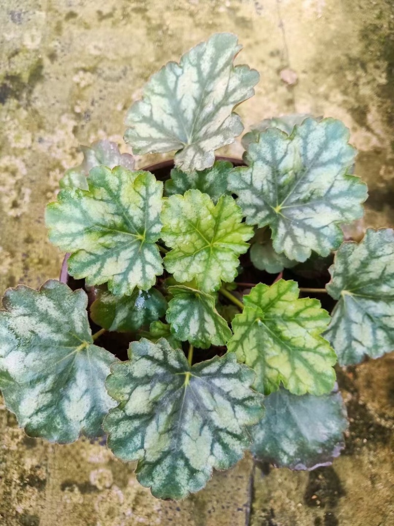矾根绿化苗木花卉盆景养护简单可绿化可观赏