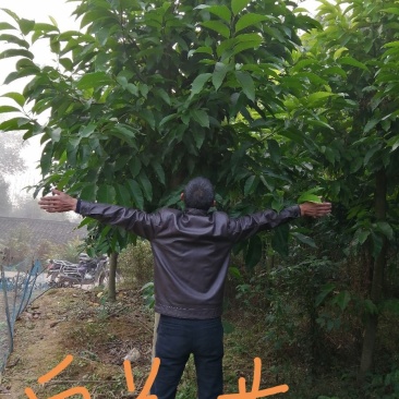 黄葛兰，白兰8以上量大，小苗3O一200公分，四川宜宾