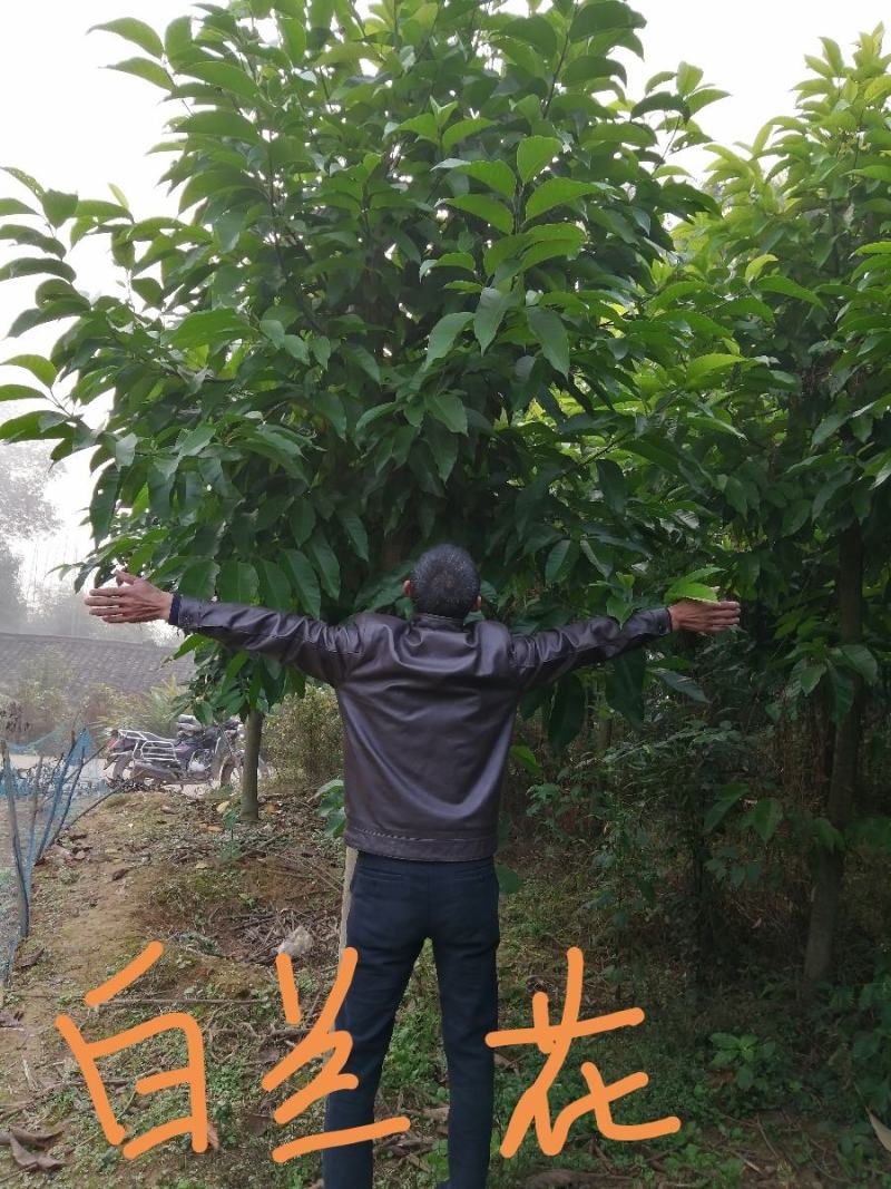黄葛兰，白兰8以上量大，小苗3O一200公分，四川宜宾