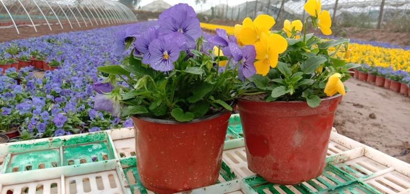三色堇花海苗价格，三色堇专业种植基地，三色堇批发