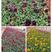 三色堇花海苗价格，三色堇专业种植基地，三色堇批发