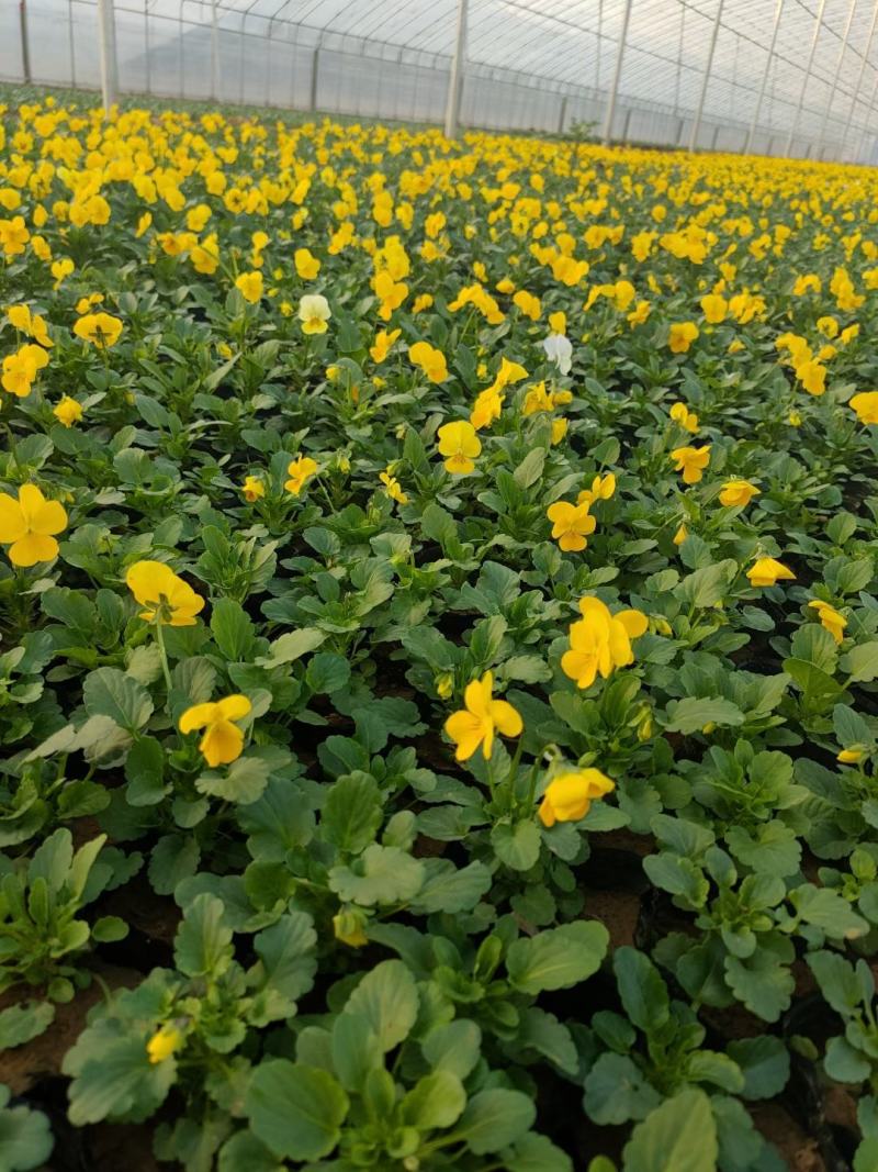 三色堇花海苗价格，三色堇专业种植基地，三色堇批发