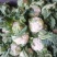 实菜花实花菜小包叶菜花叶小根平1～3斤大量有货