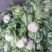 实菜花实花菜小包叶菜花叶小根平1～3斤大量有货