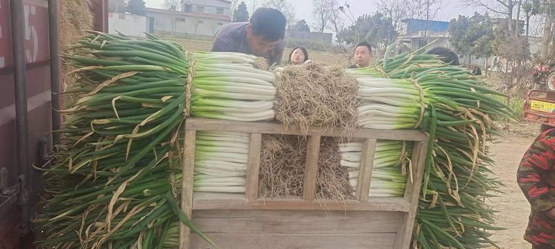 河南省南阳市新野县黑分葱黄分葱