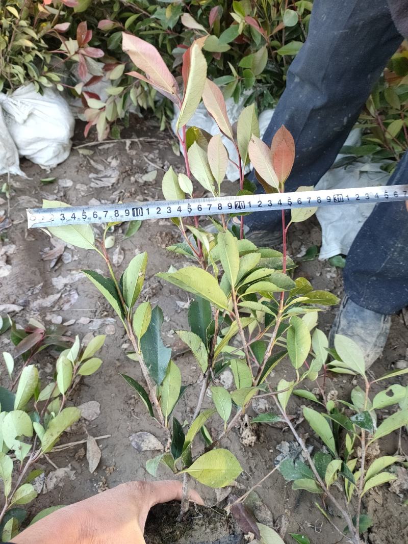 大杯石楠批发价，大杯石楠供应商，大杯石楠现场起苗