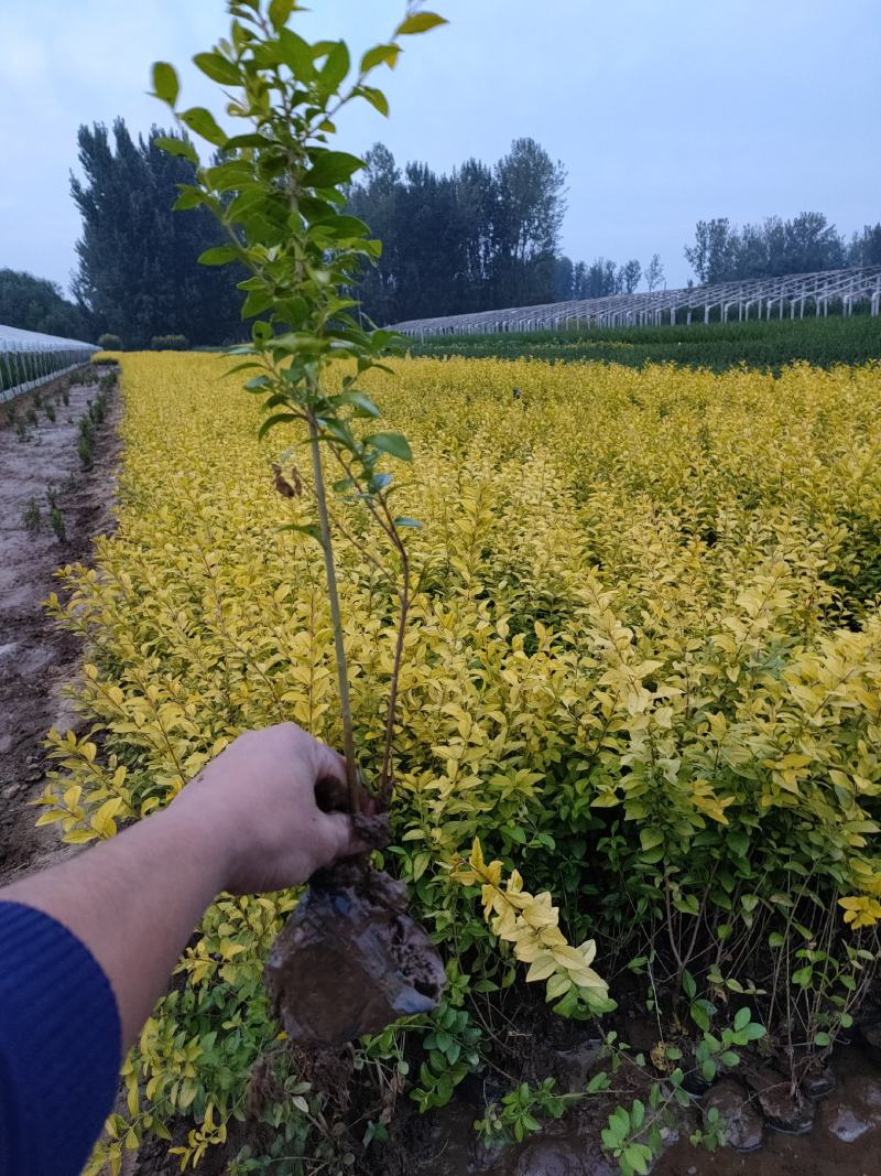 优质金叶女贞价格，金叶女贞大量上市，金叶女贞现场起苗
