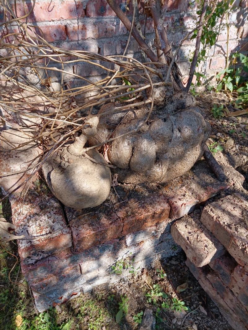 大量出售野生山乌龟鲜货