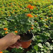 2021孔雀草新价格，孔雀草专业种植供应，青州孔雀草基地