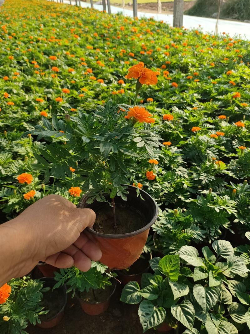 2021孔雀草新价格，孔雀草专业种植供应，青州孔雀草基地