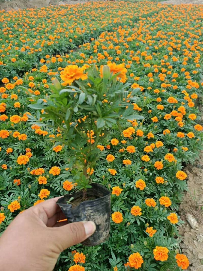 2021孔雀草新价格，孔雀草专业种植供应，青州孔雀草基地