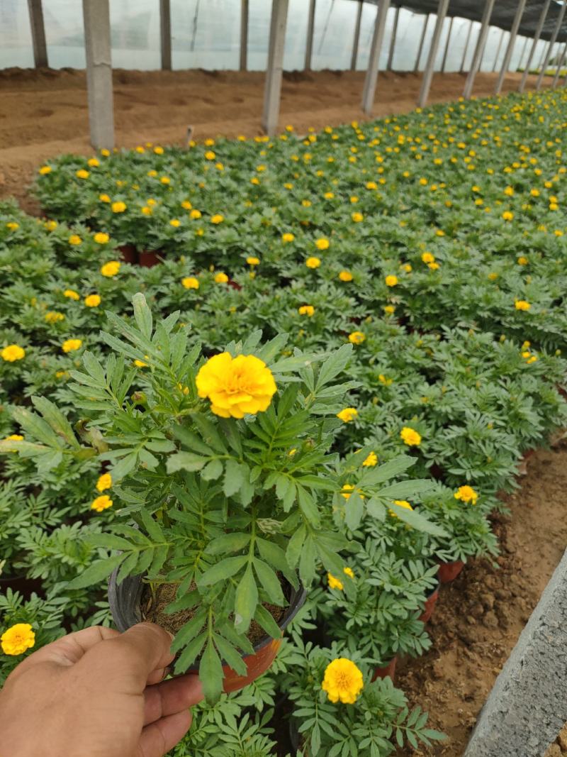 2021孔雀草新价格，孔雀草专业种植供应，青州孔雀草基地
