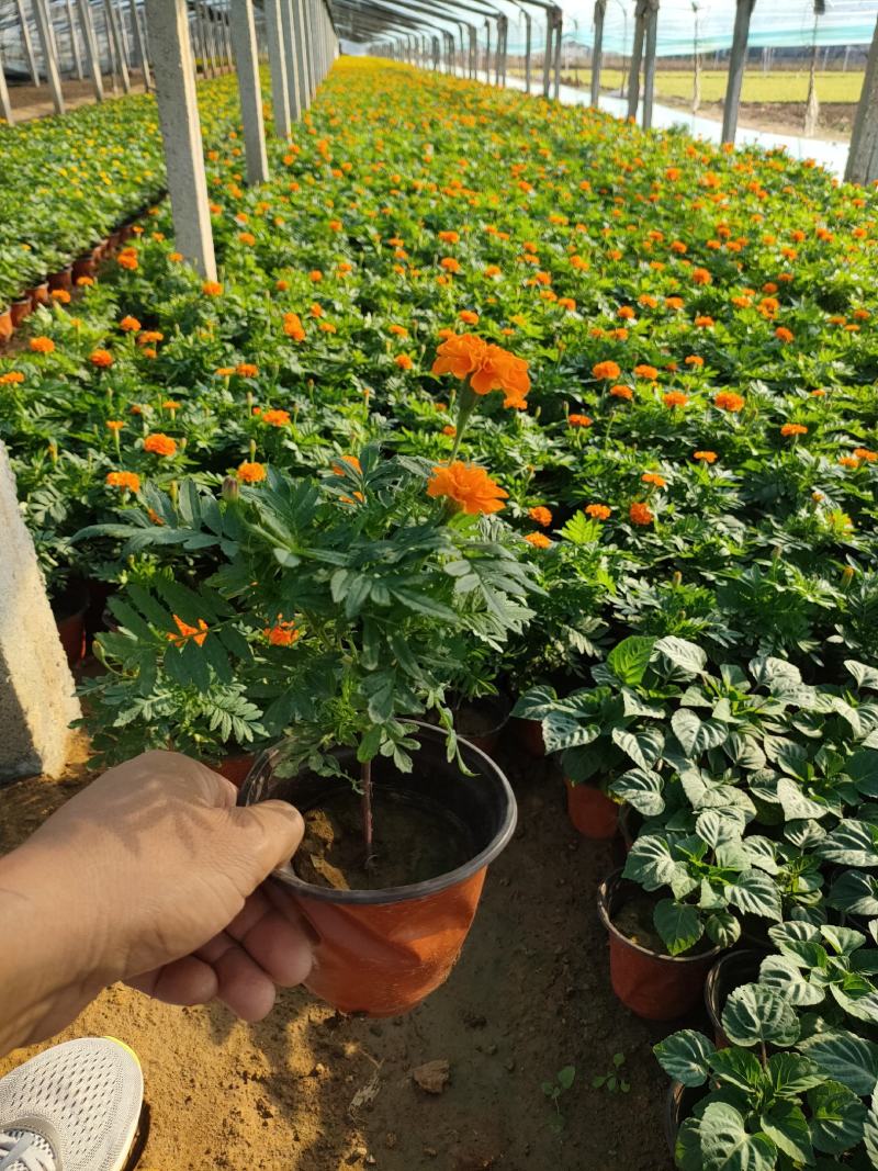 2021孔雀草新价格，孔雀草专业种植供应，青州孔雀草基地