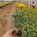 2021孔雀草新价格,孔雀草专业种植供应,青州孔雀草基地