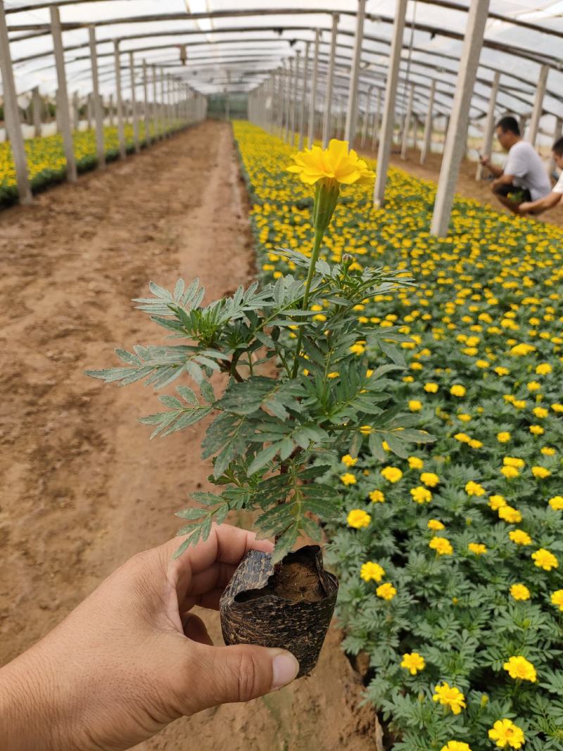 2021孔雀草新价格，孔雀草专业种植供应，青州孔雀草基地