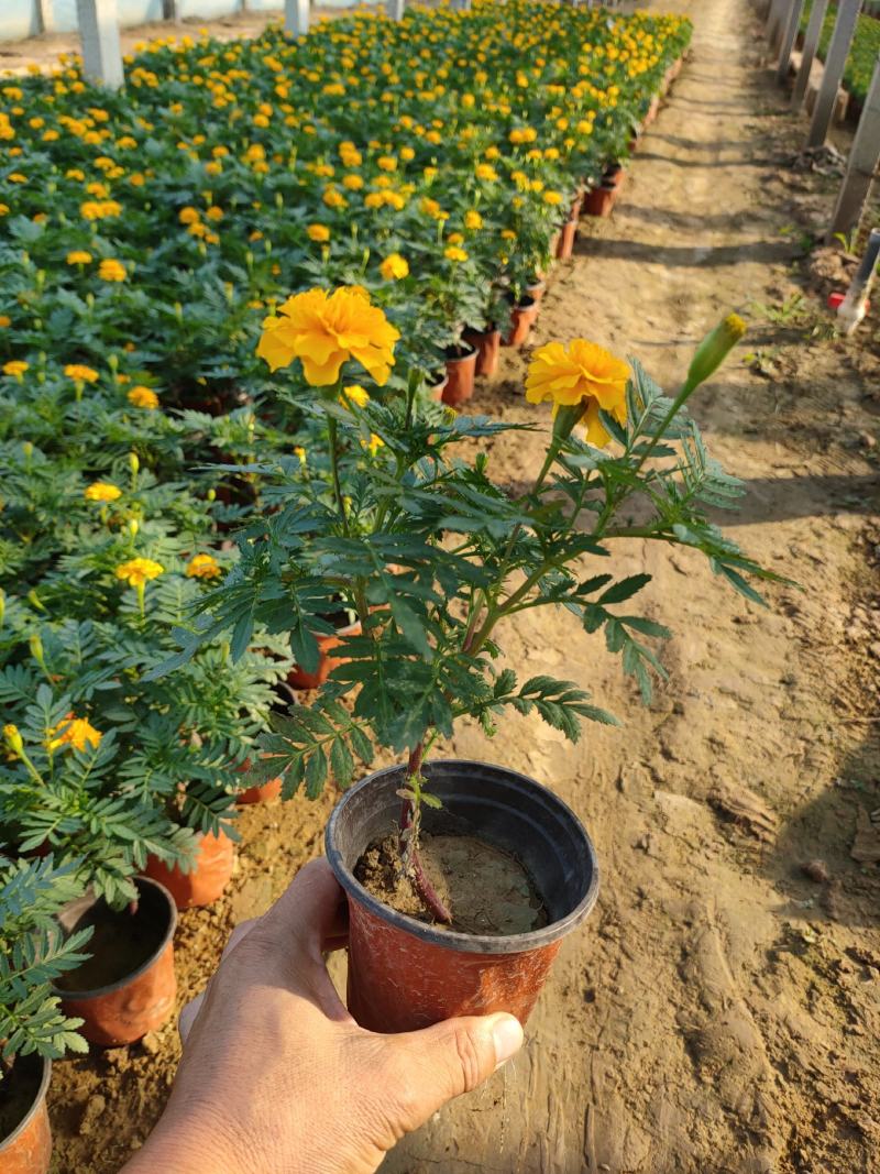 2021孔雀草新价格，孔雀草专业种植供应，青州孔雀草基地