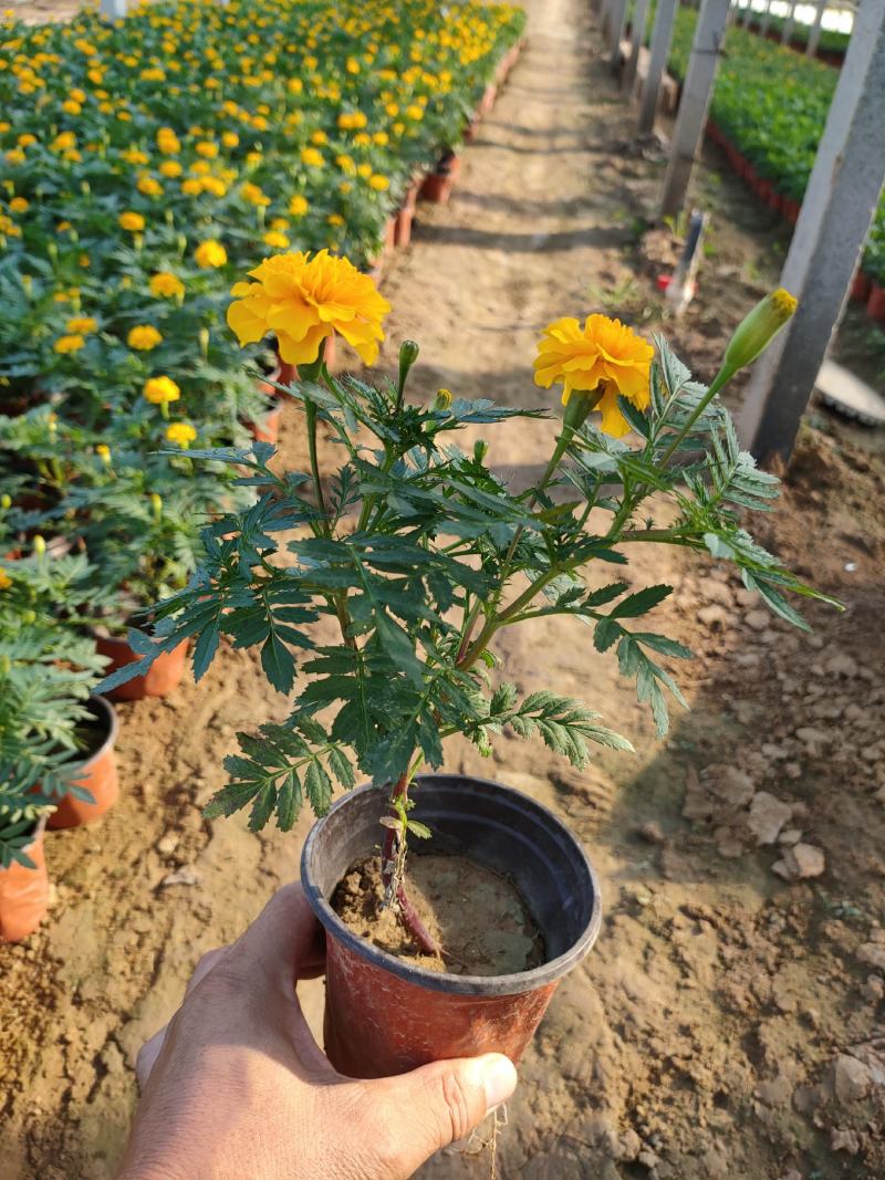 2021孔雀草新价格，孔雀草专业种植供应，青州孔雀草基地