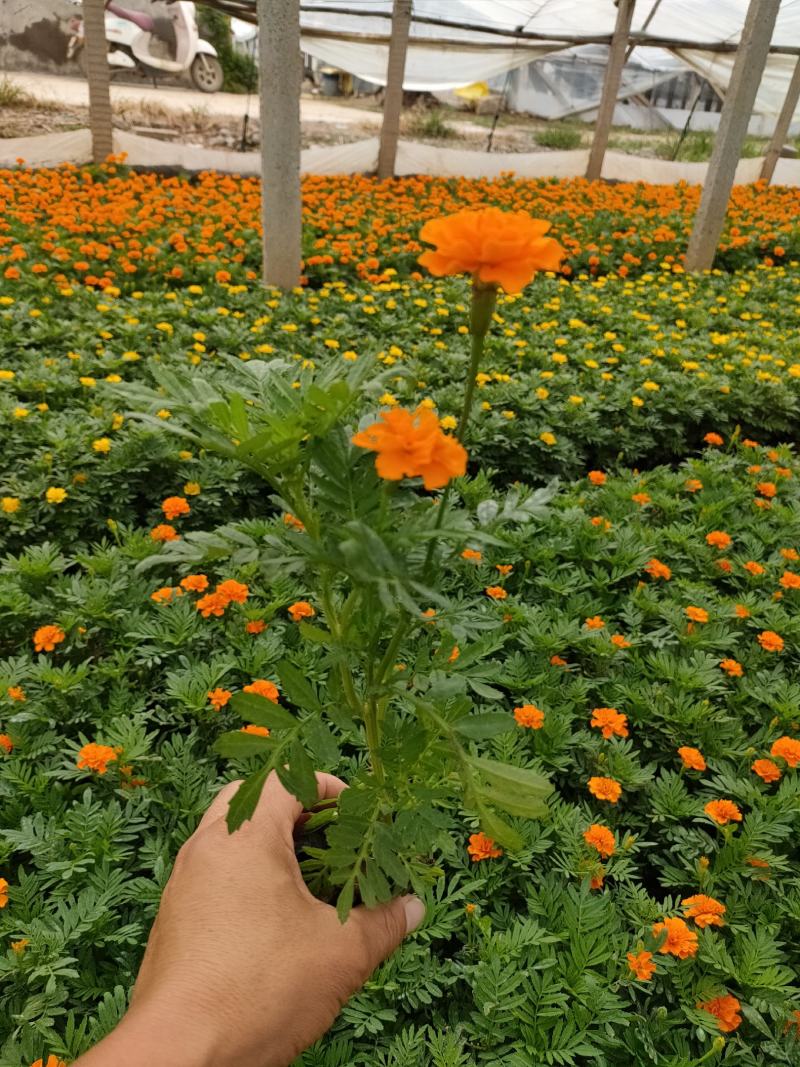 2021孔雀草新价格，孔雀草专业种植供应，青州孔雀草基地
