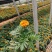 2021孔雀草新价格,孔雀草专业种植供应,青州孔雀草基地