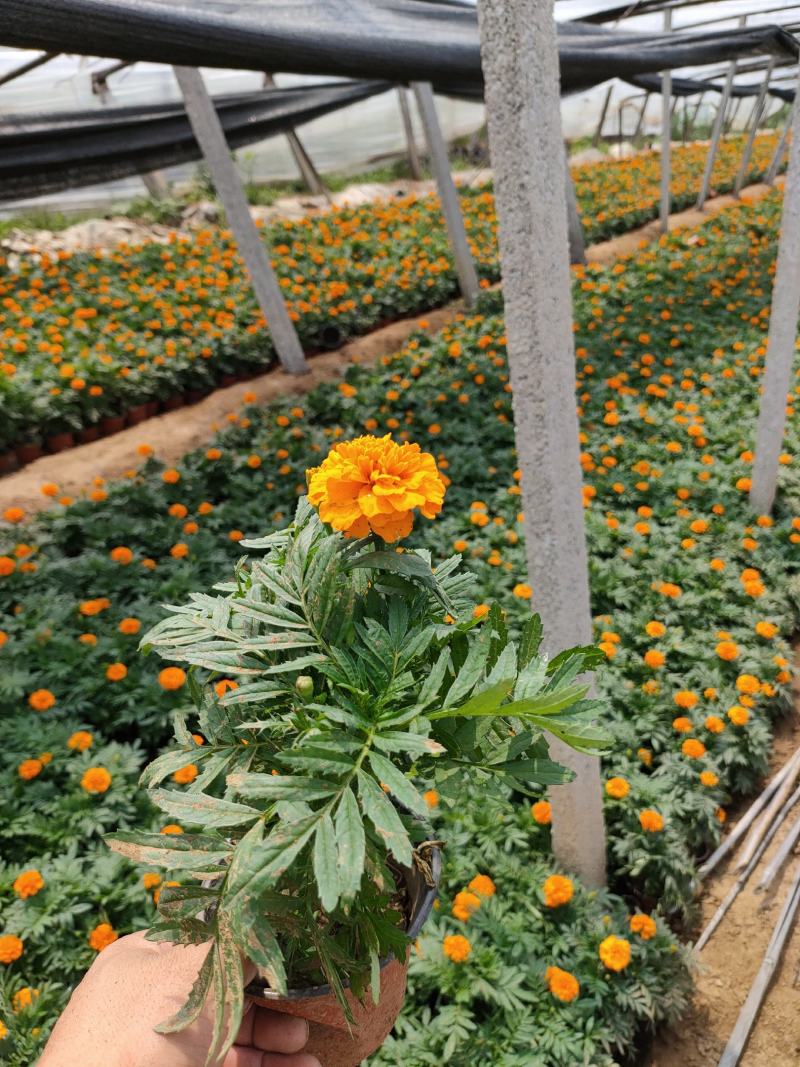 2021孔雀草新价格，孔雀草专业种植供应，青州孔雀草基地