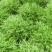 大量现货苦菊小叶精品苦菊