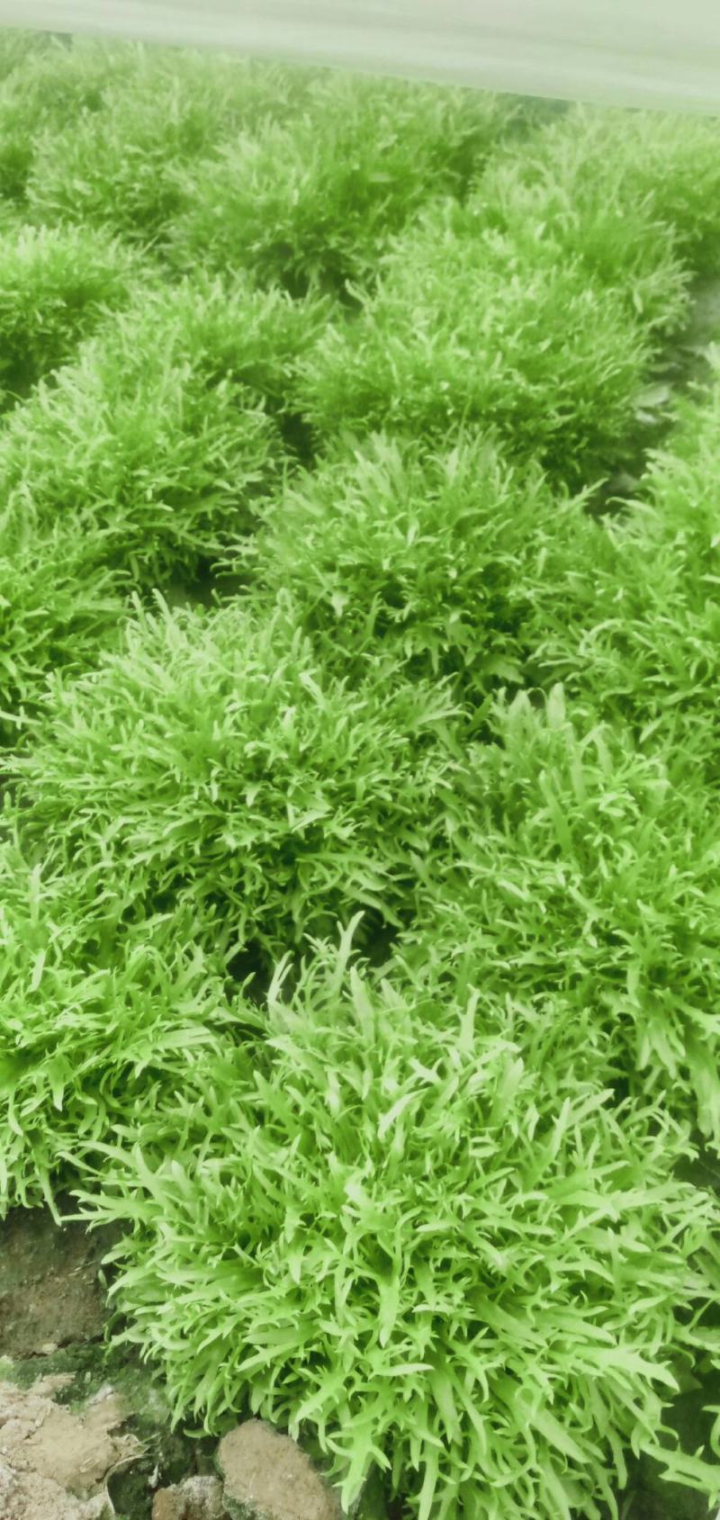 大量现货苦菊小叶精品苦菊