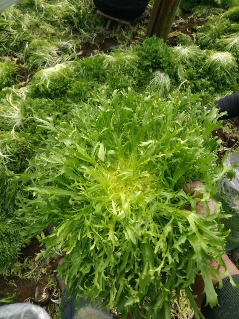 大量现货苦菊小叶精品苦菊