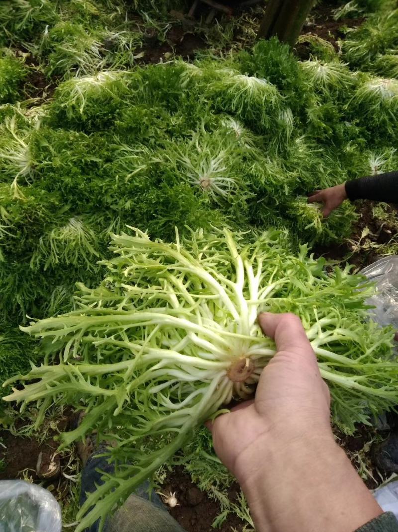 大量现货苦菊小叶精品苦菊