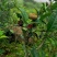 大瑶山野生红茶茶子油