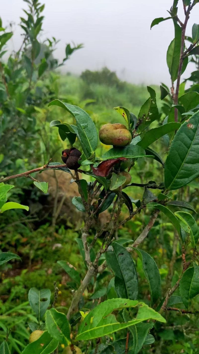 大瑶山野生红茶茶子油