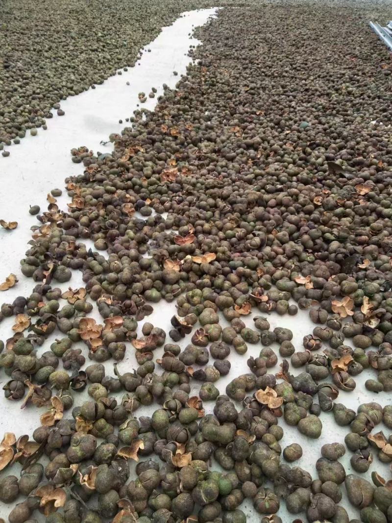 大瑶山野生红茶茶子油