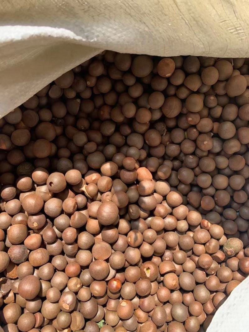 大瑶山野生红茶茶子油