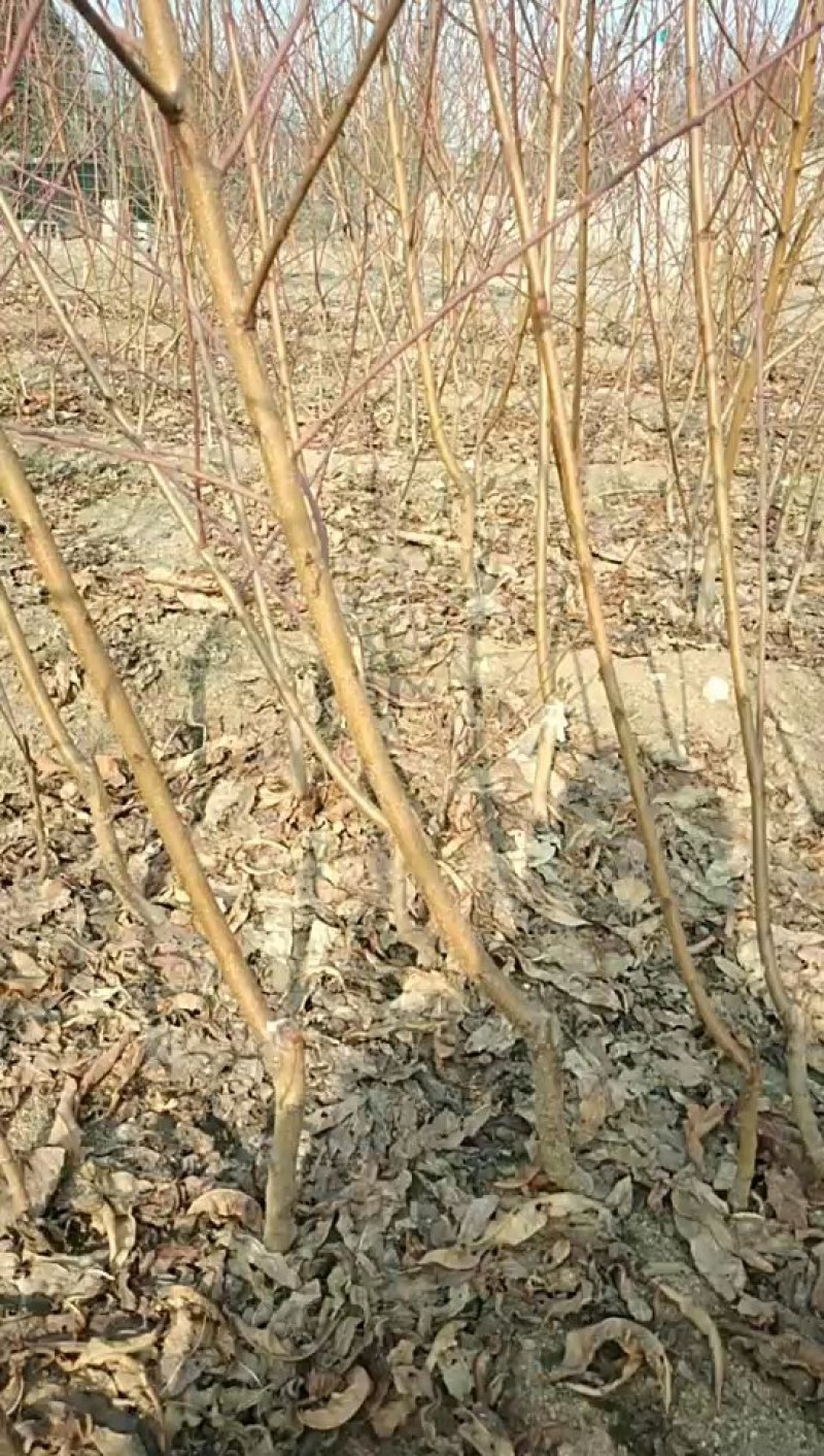 桃树苗，嫁接苗，建桃园，绿化工程，占地苗，
