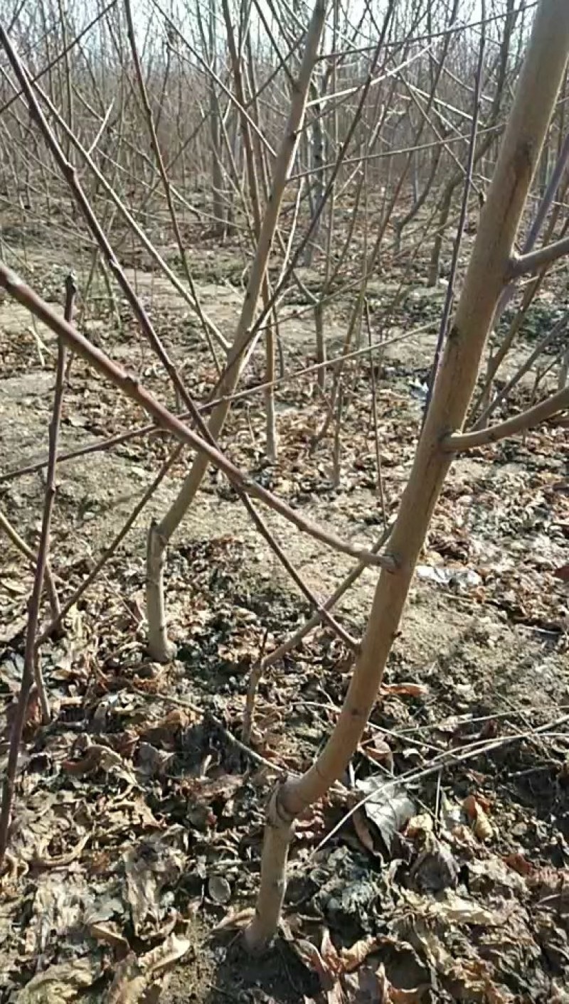 桃树苗，嫁接苗，建桃园，绿化工程，占地苗，