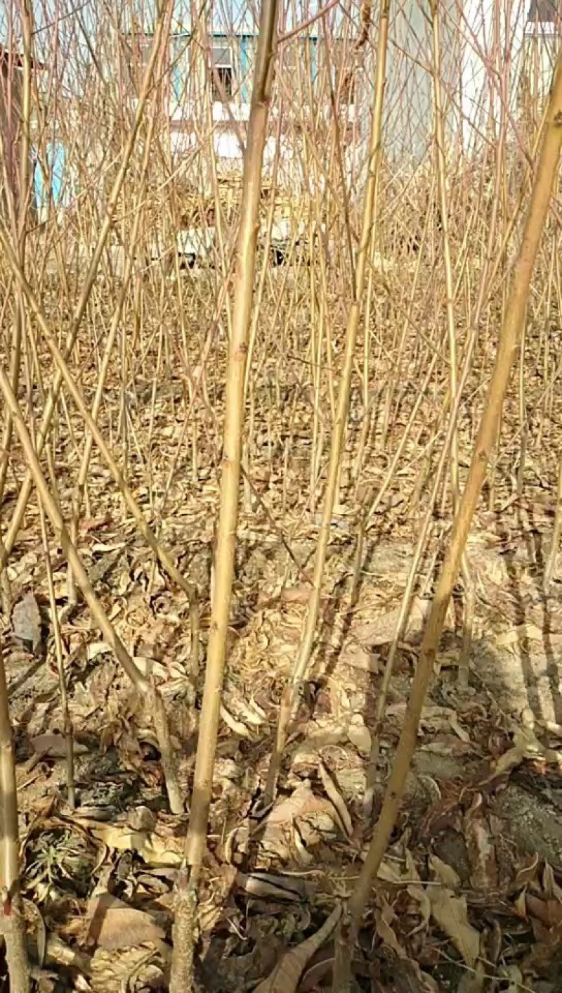 桃树苗，嫁接苗，建桃园，绿化工程，占地苗，