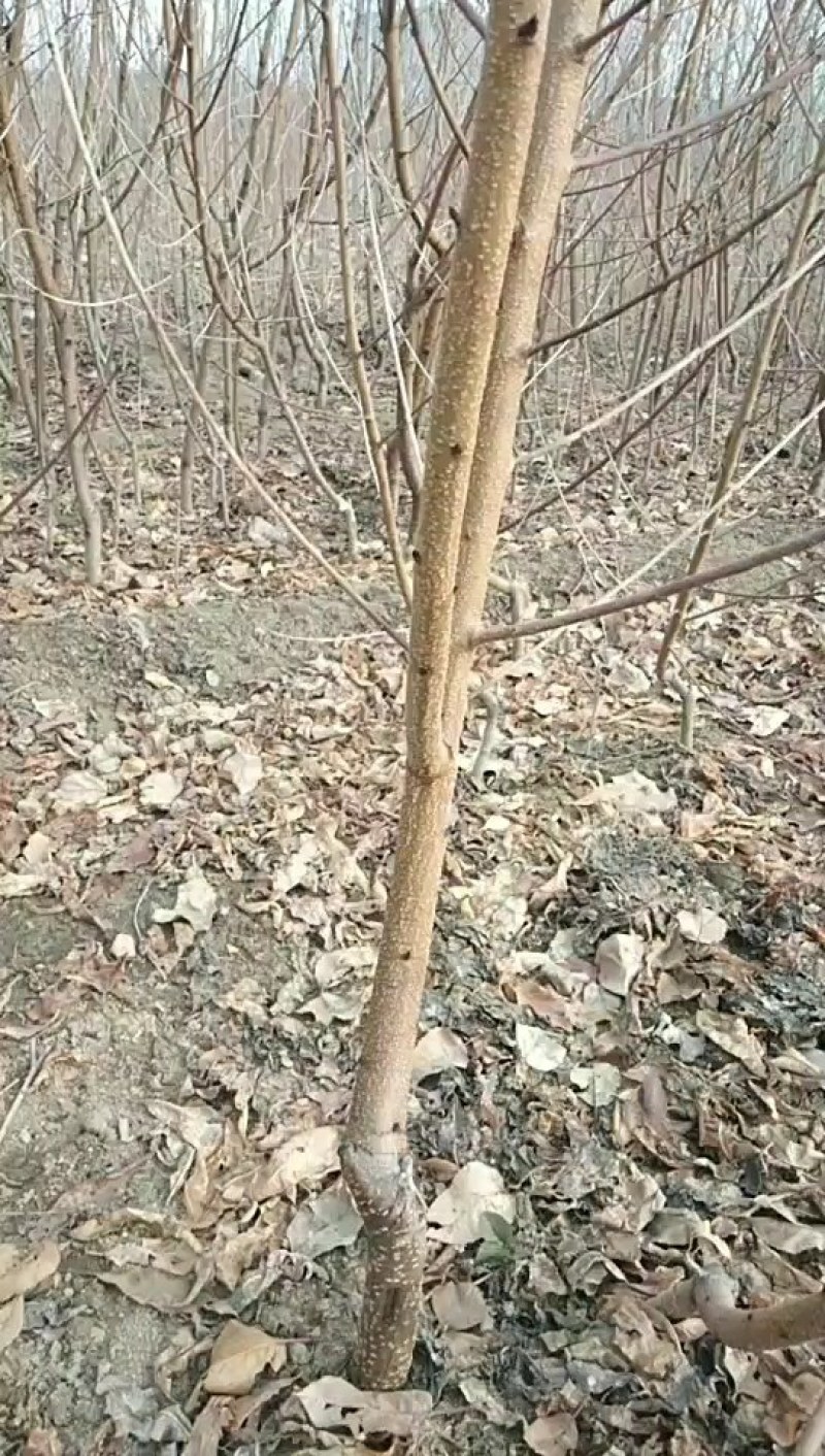 桃树苗，嫁接苗，建桃园，绿化工程，占地苗，