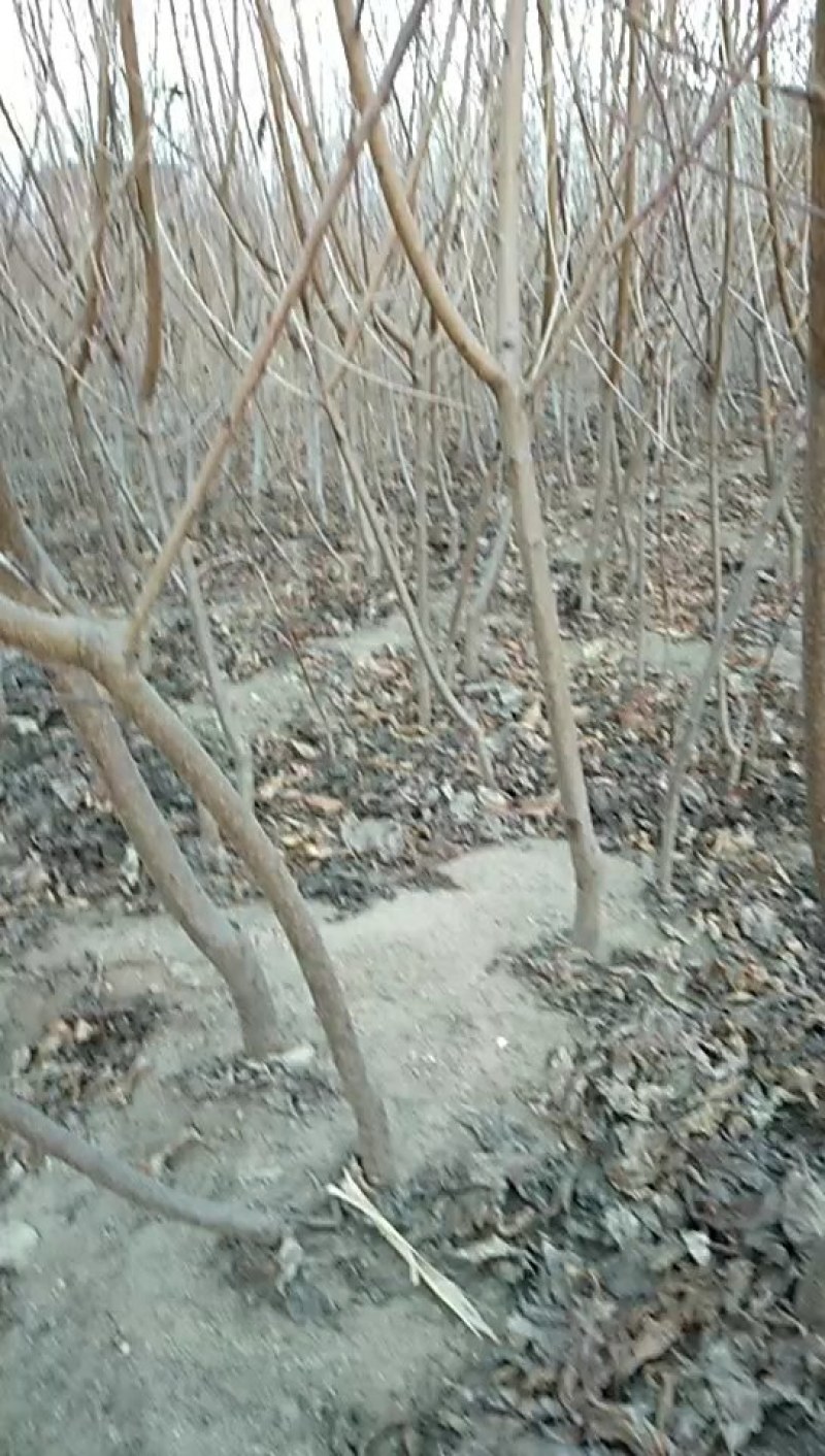 桃树苗，嫁接苗，建桃园，绿化工程，占地苗，