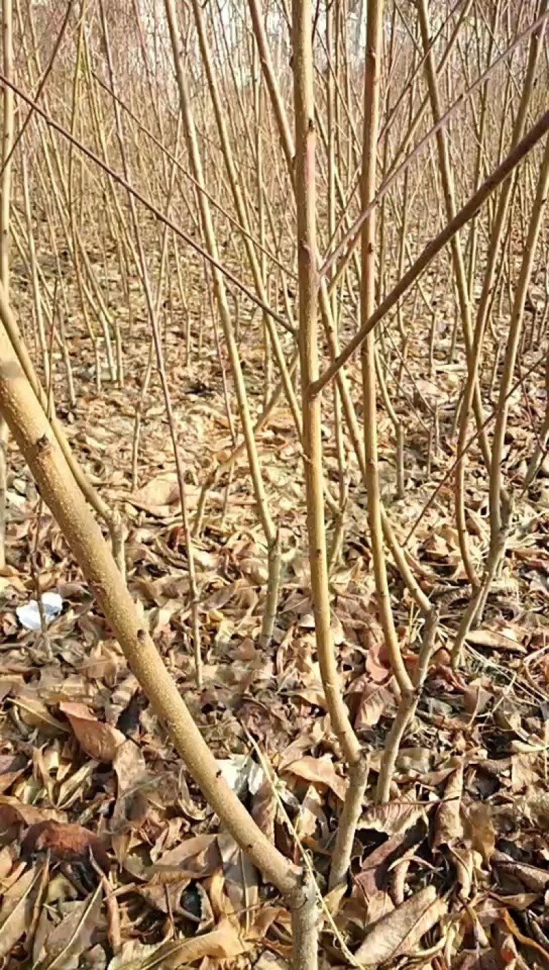 桃树苗，嫁接苗，建桃园，绿化工程，占地苗，