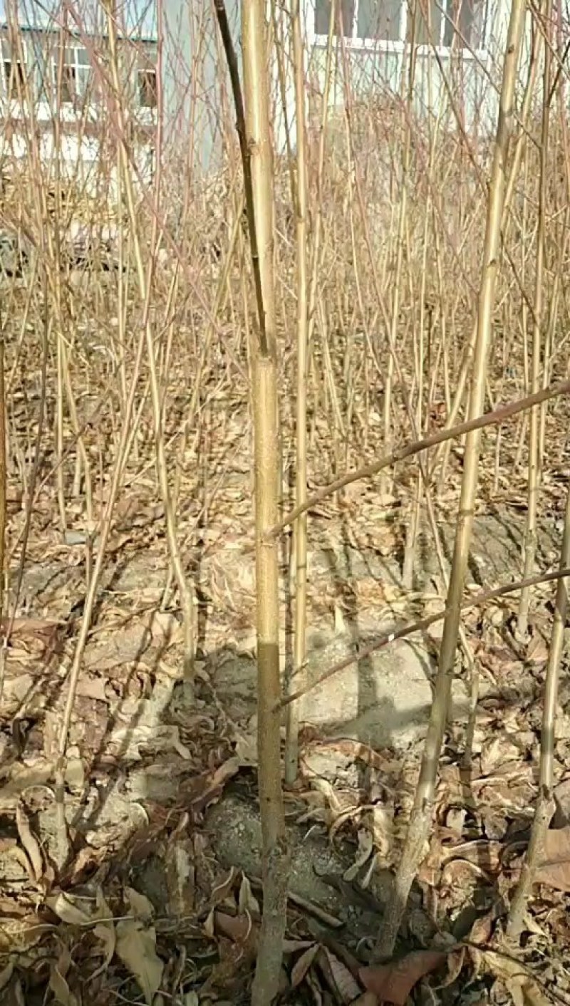 桃树苗，嫁接苗，建桃园，绿化工程，占地苗，