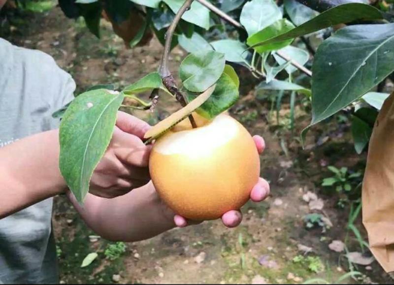 秋月梨树苗1-3公分保纯度可实地考察现地起苗