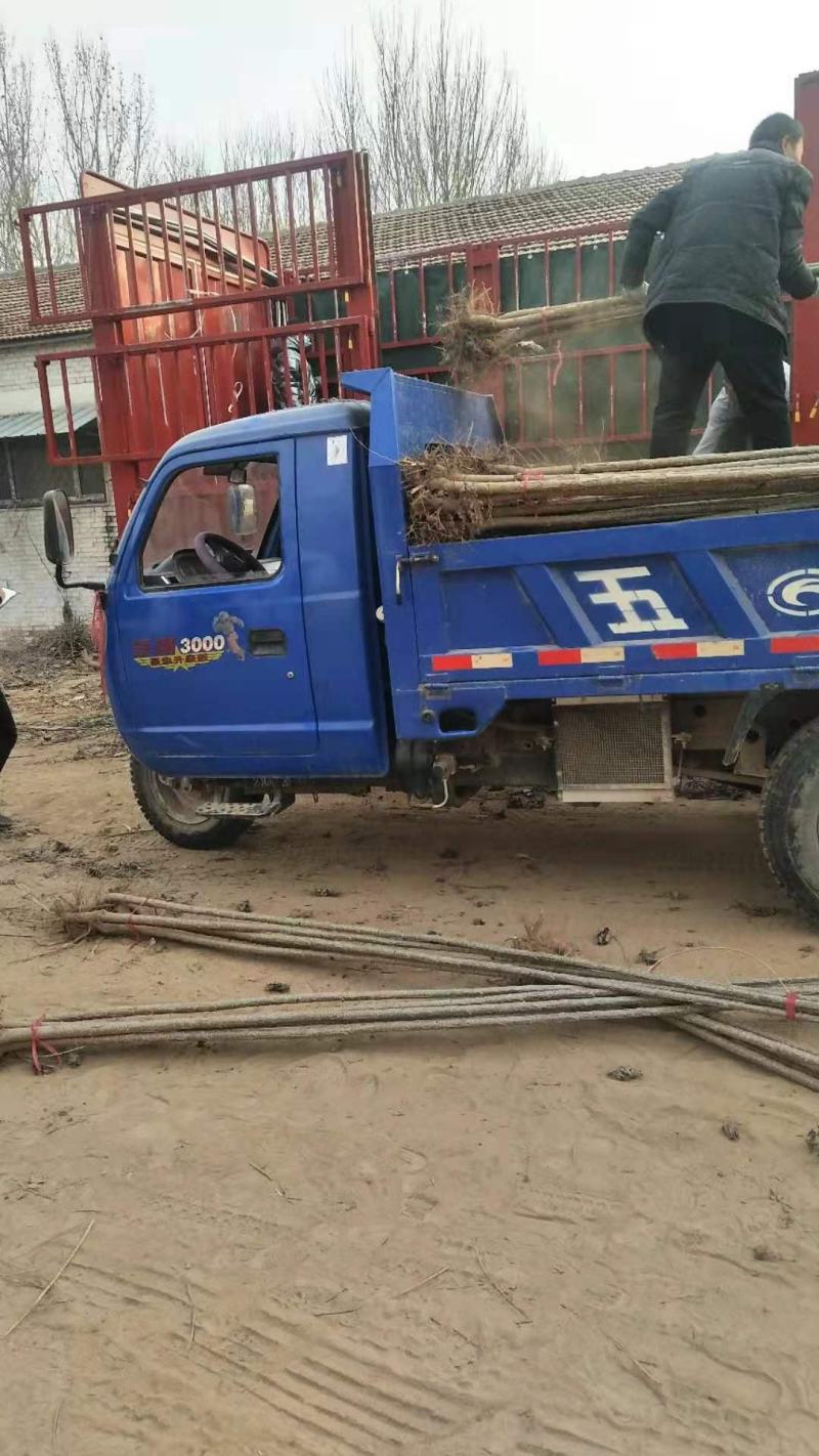 冠县107树苗。质量杠杠滴。诚信经营，产地直发。
