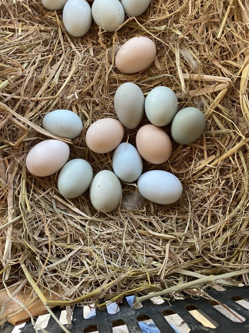【荐】初生土鸡蛋湖北土鸡蛋荆楚农谷生态林地散养绿壳鸡蛋