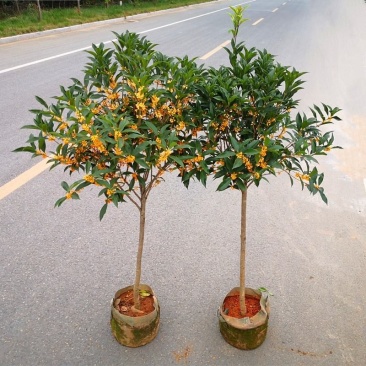 桂花树苗金贵丹桂树苗浓香型原生高杆庭院红花实生大金带花苞