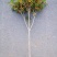 桂花树苗金贵丹桂树苗浓香型原生高杆庭院红花实生大金带花苞