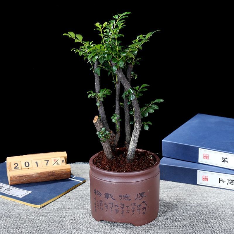 小叶紫檀盆景树桩黑骨茶镇宅辟邪耐寒植物小叶紫檀苗
