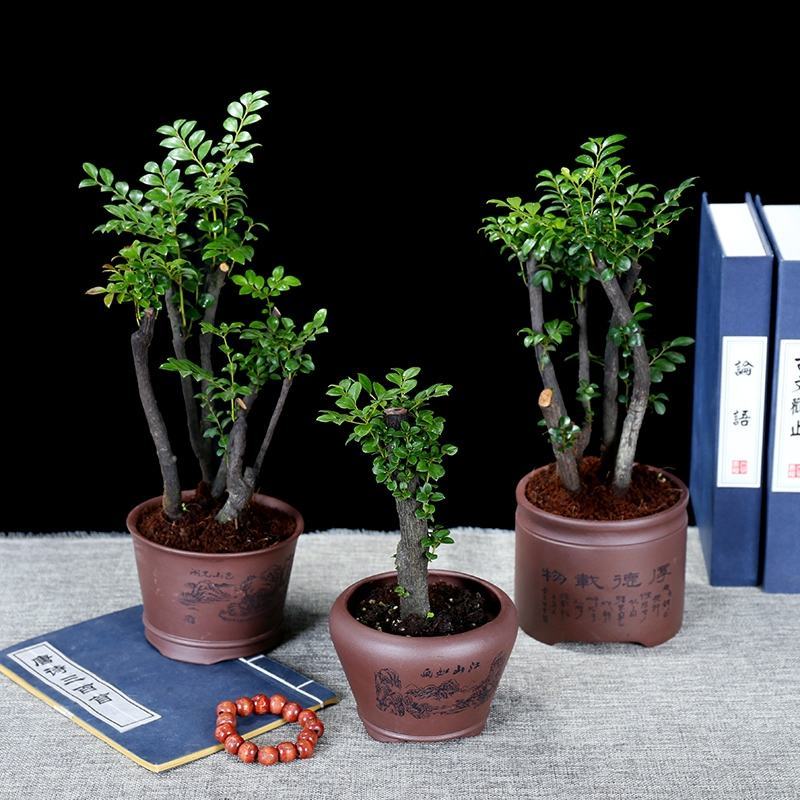 小叶紫檀盆景树桩黑骨茶镇宅辟邪耐寒植物小叶紫檀苗