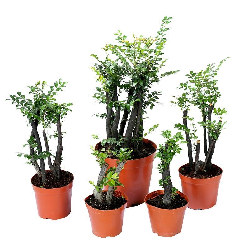 小叶紫檀盆景树桩黑骨茶镇宅辟邪耐寒植物小叶紫檀苗