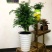 耐寒红豆杉树苗盆栽室内植物净化空气花卉绿植