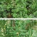 耐寒红豆杉树苗盆栽室内植物净化空气花卉绿植